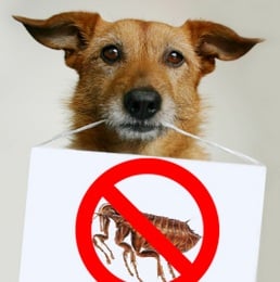 How to Get Rid of Fleas with Flea Control