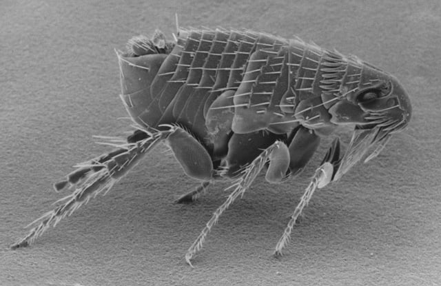 Adult flea picture