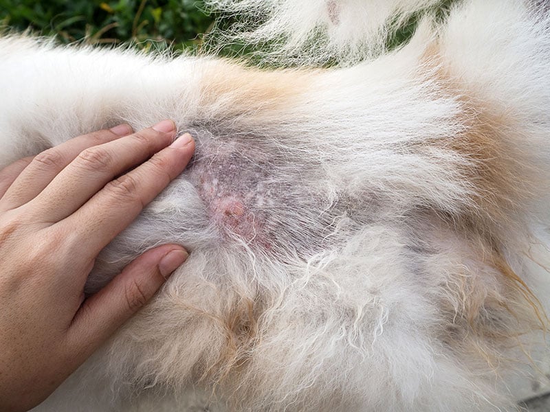 medicine for flea bites on dogs