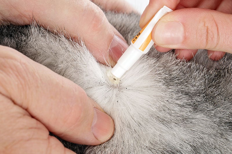 Flea Drops for Cats and Dogs - Why and How You Should Be Using It