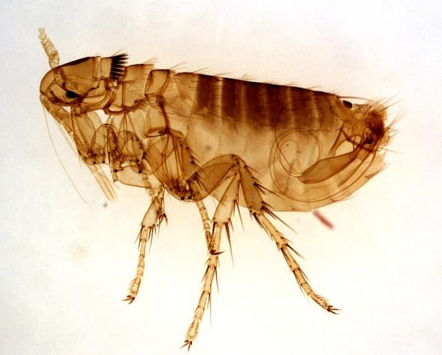 Adult male flea picture