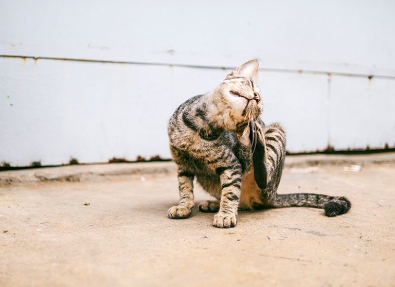 Stunning Flea Bite Allergic Reaction In Cats image