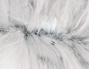 Flea Dirt - What Is It and How Do You Get Rid of It? - FLEABITES