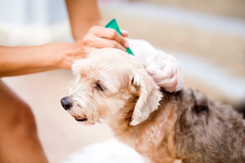 Flea Prevention - How to Keep Fleas Away from Your Pets