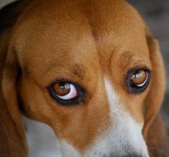 Dog looking up with sad eyes