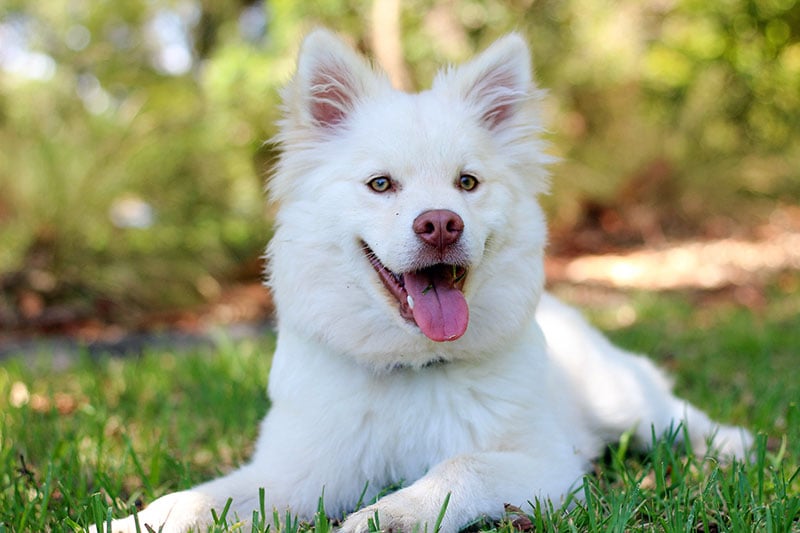 Happy dog without fleas