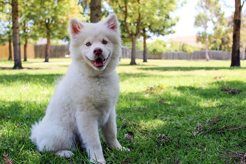 Dog outside on grass