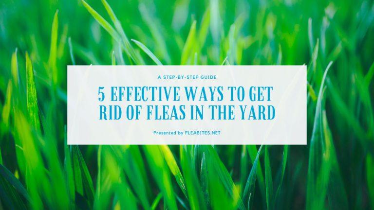 Visual Reference: How To Get Rid Of Fleas In The Yard 5