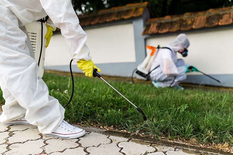 Pest control experts