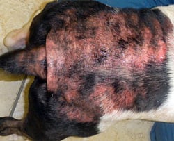 Flea Bite Dermatitis in Dogs and Cats