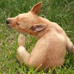 Image result for A flea can jump 30,000 times without stopping.
