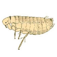 Chicken flea close up