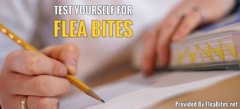 How To Tell If You Have Bed Bugs Or Fleas How To Tell If You Have Bed Bugs Or Fleas