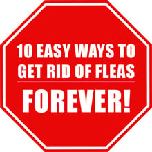 Getting Rid of Fleas - 10 Easy Ways to Get Rid of Fleas Forever