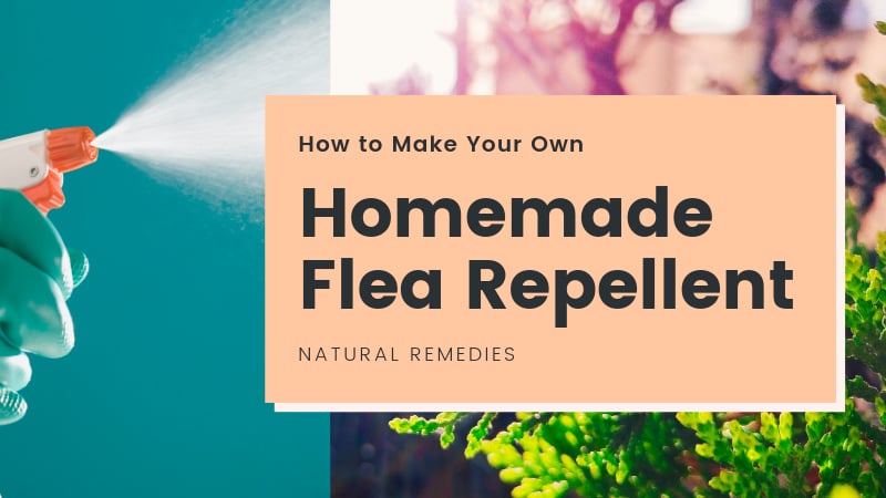 Homemade Flea Repellent