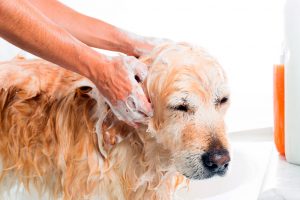 How to Use Dawn Dish Soap for Fleas on Dogs and Cats - FLEABITES