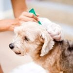 Woman applying flea drops on dog