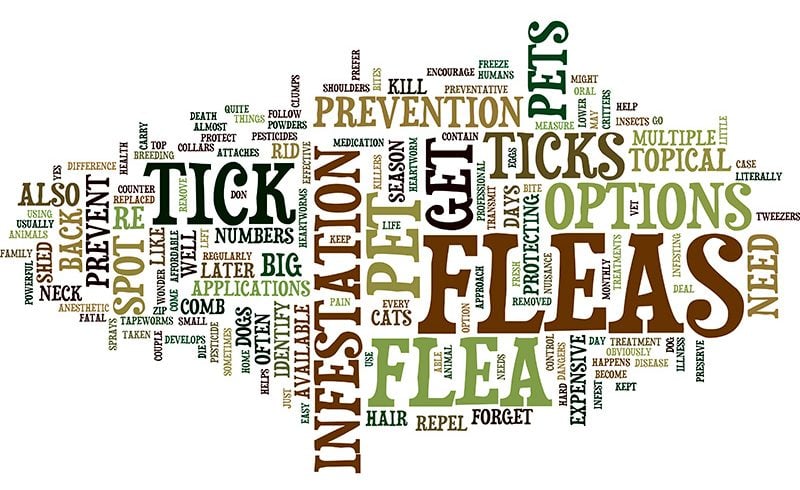 Flea and tick prevention word cloud