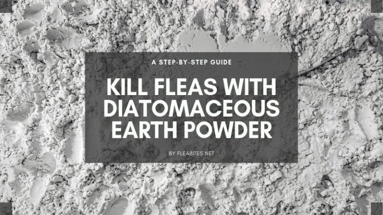 Curated visual reference: Cat Flea Powder Made From Diatomaceous Earth Reference: Kill Fleas With Diatomaceous Earth Powder