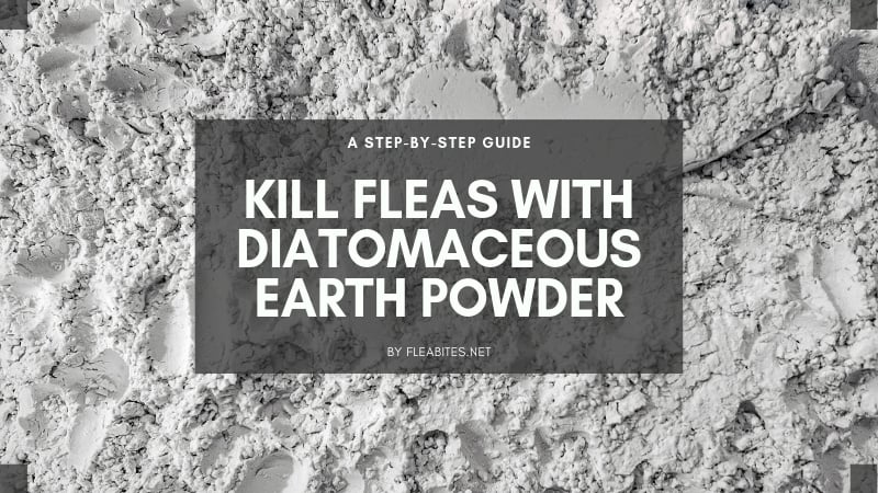 Diatomaceous earth flea control guide