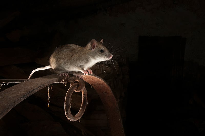 Portrait of black rat or rattus rattus