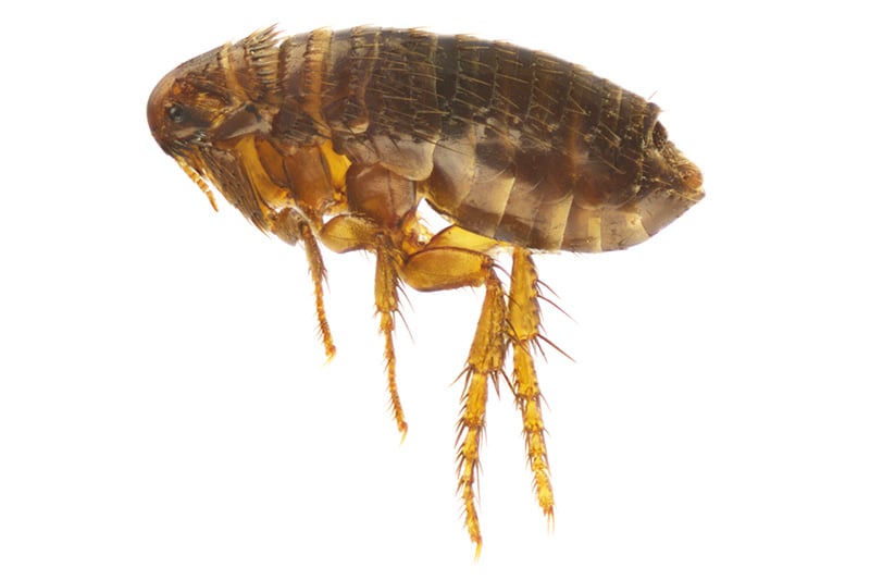 Photo of Cat flea - Ctenocephalides Felis