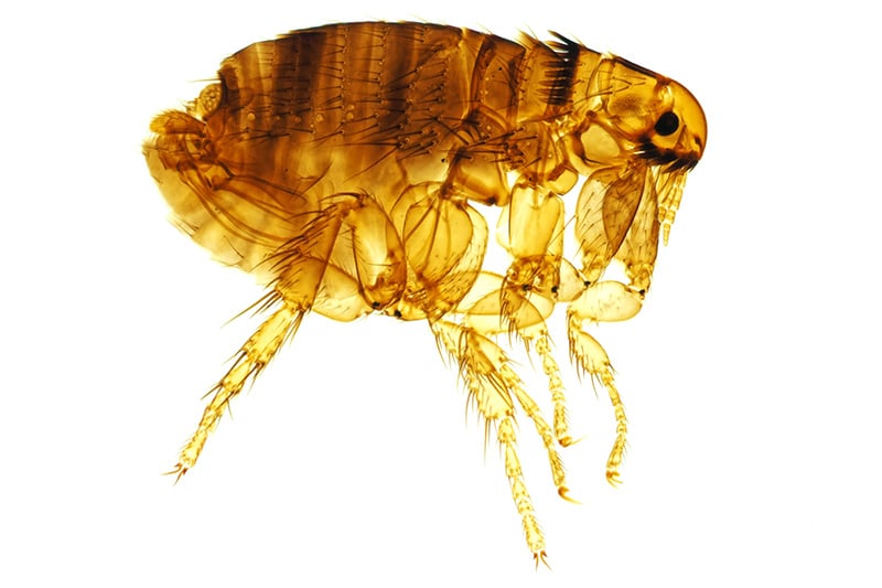 Photo of Dog flea - Ctenocephalides Canis