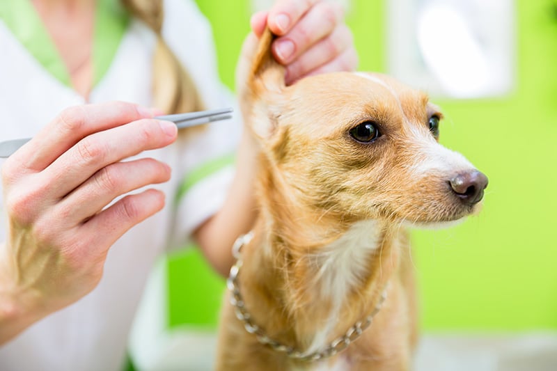 Pulling out sticktight fleas from dogs ear with tweezers