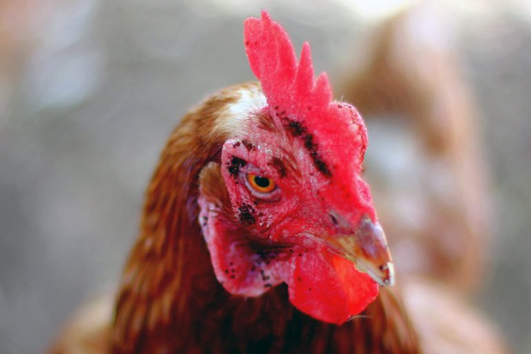 Sticktight Fleas - Echidnophaga Gallinacea Bites