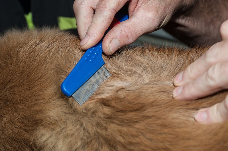 Getting rid of fleas on pet with a flea comb