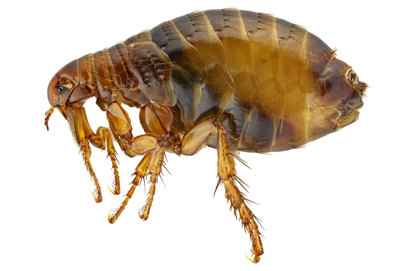 Photo of Human flea - Pulex Irritans