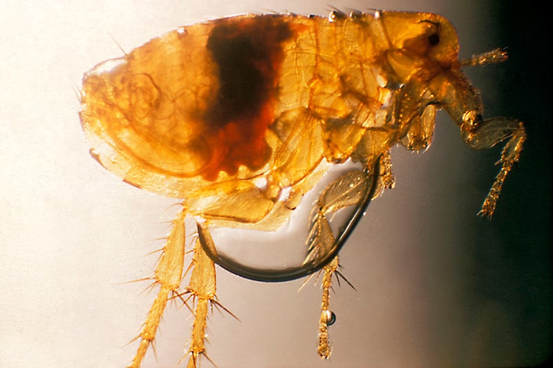 Photo of Rat flea - Xenopsylla Cheopis or Nosopsyllus Fasciatus