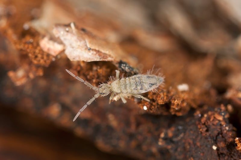 Photo of Springtail flea - Collembola