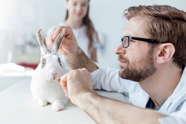 Safe Flea Treatment for Rabbits 6 Effective Methods FLEABITES
