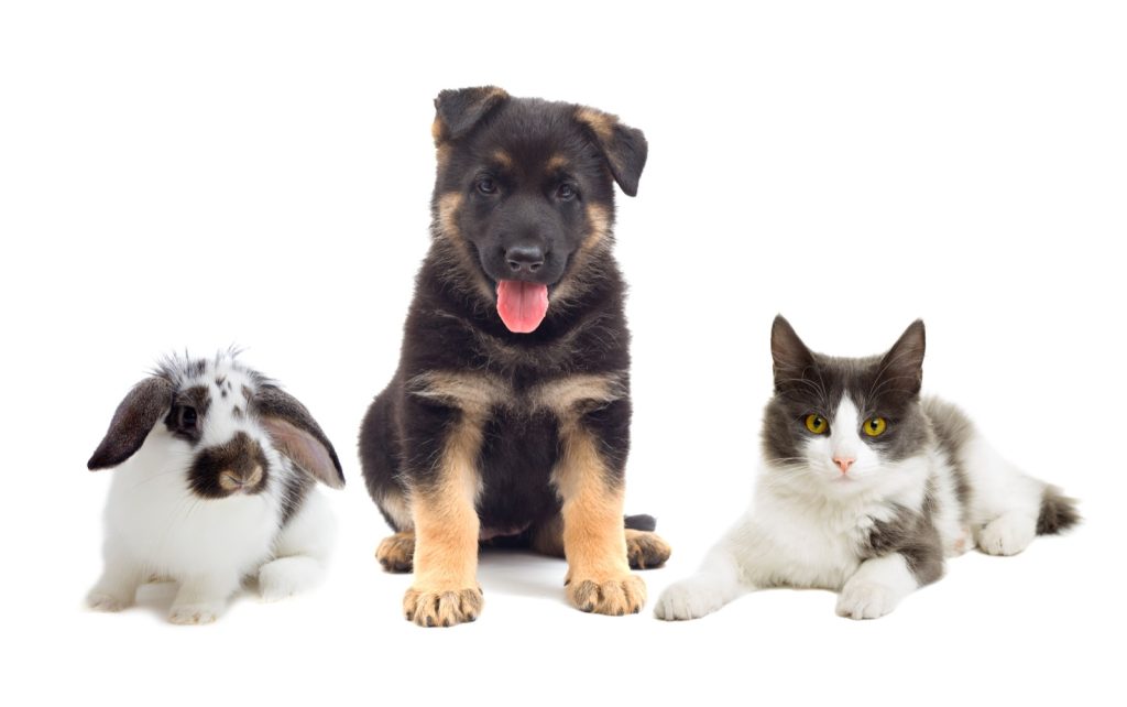 Rabbit, dog and cat sitting next to each other